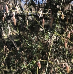 Clematis leptophylla at Hughes, ACT - 14 Aug 2021