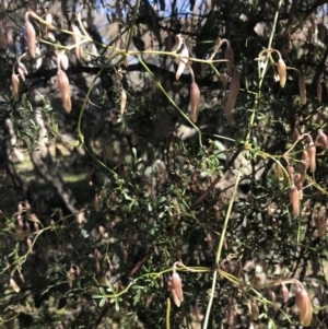 Clematis leptophylla at Hughes, ACT - 14 Aug 2021