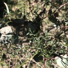 Clematis leptophylla at Hughes, ACT - 14 Aug 2021