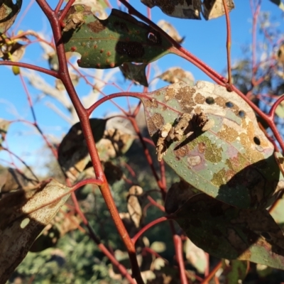 Unidentified Insect at Red Hill Nature Reserve - 18 Aug 2021 by TomT