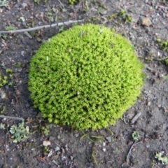 Pottiaceae (family) (A moss) at Aranda, ACT - 19 Aug 2021 by dwise