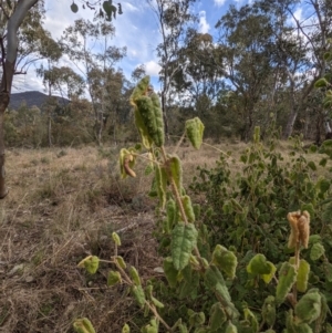 Correa reflexa var. reflexa at Kambah, ACT - 20 Aug 2021 02:02 PM