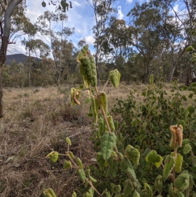 Correa reflexa var. reflexa (Common Correa, Native Fuchsia) at Bullen Range - 20 Aug 2021 by HelenCross