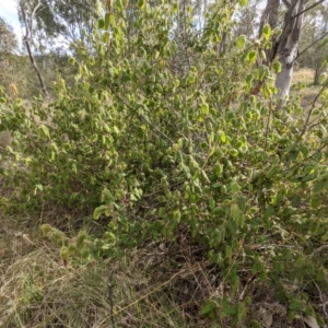 Correa reflexa var. reflexa at Kambah, ACT - 20 Aug 2021 02:02 PM