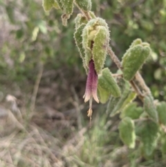 Correa reflexa var. reflexa at Kambah, ACT - 20 Aug 2021 02:02 PM