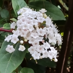 Viburnum tinus at Isaacs, ACT - 20 Aug 2021