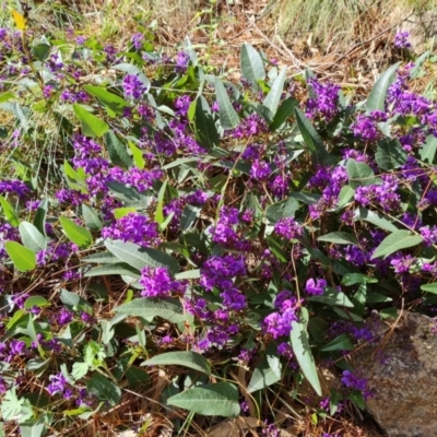 Hardenbergia violacea (False Sarsaparilla) at Isaacs Ridge and Nearby - 20 Aug 2021 by Mike