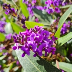 Hardenbergia violacea at Isaacs, ACT - 20 Aug 2021