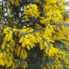 Acacia baileyana (Cootamundra Wattle, Golden Mimosa) at Conder, ACT - 19 Aug 2021 by jamesjonklaas