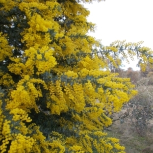 Acacia baileyana at Conder, ACT - 19 Aug 2021