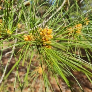 Pinus radiata at Isaacs, ACT - 20 Aug 2021