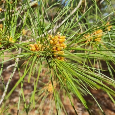 Pinus radiata (Monterey or Radiata Pine) at Isaacs Ridge - 20 Aug 2021 by Mike