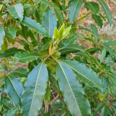 Pittosporum undulatum (Sweet Pittosporum) at Isaacs Ridge and Nearby - 20 Aug 2021 by Mike