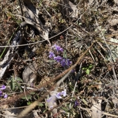 Hovea heterophylla (Common Hovea) at Goorooyarroo NR (ACT) - 20 Aug 2021 by Jenny54