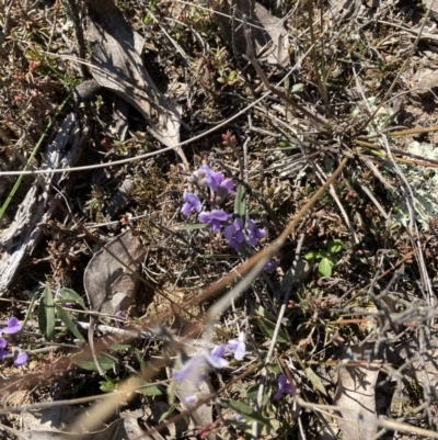 Hovea heterophylla (Common Hovea) at Goorooyarroo NR (ACT) - 20 Aug 2021 by Jenny54