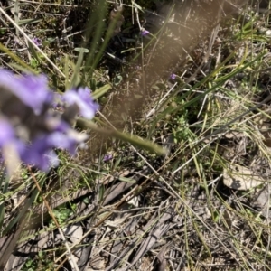 Hovea heterophylla at Throsby, ACT - 20 Aug 2021