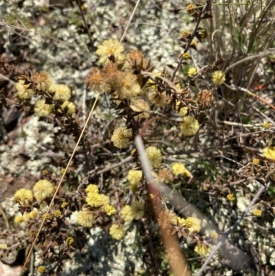 Acacia gunnii (Ploughshare Wattle) at Goorooyarroo NR (ACT) - 20 Aug 2021 by Jenny54