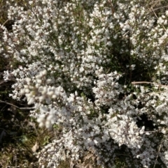 Cryptandra amara (Bitter Cryptandra) at Goorooyarroo NR (ACT) - 20 Aug 2021 by Jenny54