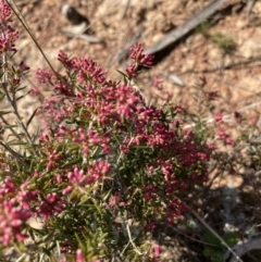 Lissanthe strigosa subsp. subulata (Peach Heath) at Goorooyarroo NR (ACT) - 20 Aug 2021 by Jenny54