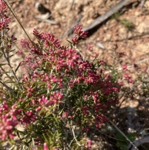 Lissanthe strigosa subsp. subulata at Throsby, ACT - 20 Aug 2021