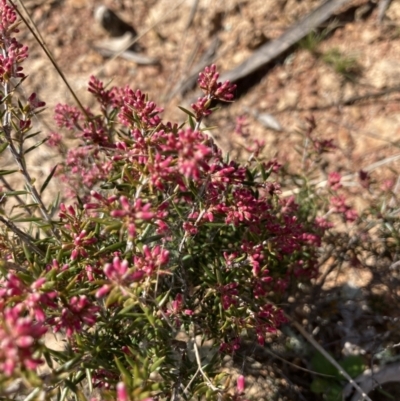 Lissanthe strigosa subsp. subulata (Peach Heath) at Goorooyarroo NR (ACT) - 20 Aug 2021 by Jenny54