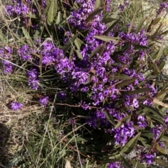 Hardenbergia violacea (False Sarsaparilla) at Goorooyarroo NR (ACT) - 20 Aug 2021 by Jenny54