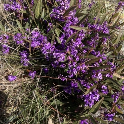 Hardenbergia violacea (False Sarsaparilla) at Throsby, ACT - 20 Aug 2021 by Jenny54