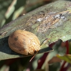 Paropsis atomaria (Eucalyptus leaf beetle) at QPRC LGA - 17 Aug 2021 by cherylhodges