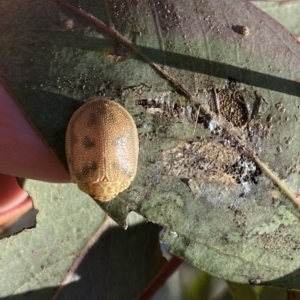 Paropsis atomaria at Googong, NSW - 17 Aug 2021