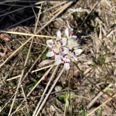 Wurmbea dioica subsp. dioica (Early Nancy) at Goorooyarroo NR (ACT) - 20 Aug 2021 by Jenny54