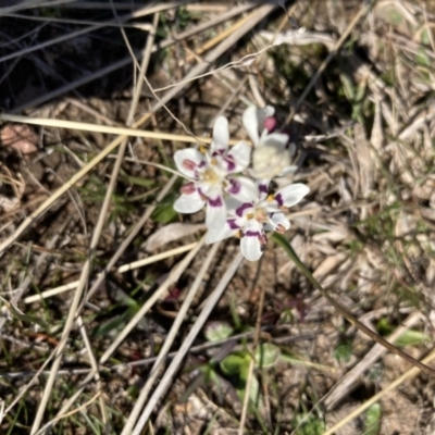 Wurmbea dioica subsp. dioica (Early Nancy) at Throsby, ACT - 20 Aug 2021 by Jenny54