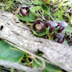 Corysanthes incurva (Slaty Helmet Orchid) at Fadden, ACT - 20 Aug 2021 by Liam.m