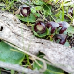 Corysanthes incurva (Slaty helmet orchid) at Fadden, ACT - 20 Aug 2021 by Liam.m