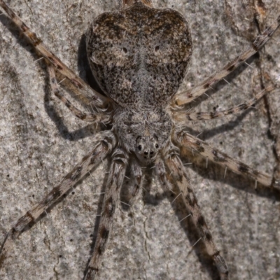 Tamopsis sp. (genus) (Two-tailed spider) at Point 76 - 20 Aug 2021 by trevsci