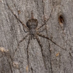 Tamopsis sp. (genus) at O'Connor, ACT - 20 Aug 2021