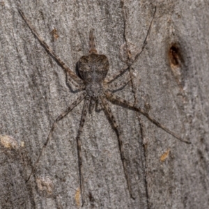 Tamopsis sp. (genus) at O'Connor, ACT - 20 Aug 2021 01:57 PM