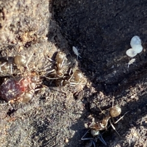 Formicidae (family) at Macarthur, ACT - 19 Aug 2021 03:50 PM