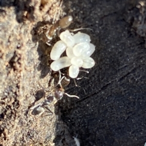 Formicidae (family) at Macarthur, ACT - 19 Aug 2021 03:50 PM