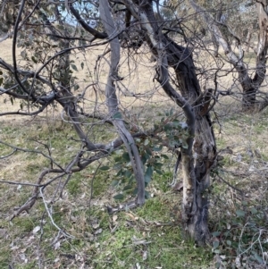 Papyrius sp. (genus) at Macarthur, ACT - suppressed