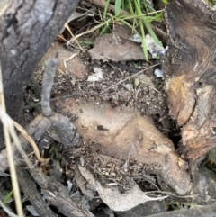 Papyrius sp. (genus) at Macarthur, ACT - suppressed