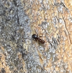 Papyrius sp. (genus) at Macarthur, ACT - suppressed