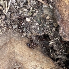 Papyrius sp. (genus) at Macarthur, ACT - suppressed