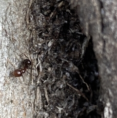 Papyrius sp. (genus) at Macarthur, ACT - 19 Aug 2021