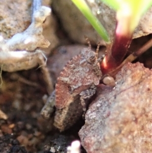 Tetrigidae (family) at Cook, ACT - 17 Aug 2021