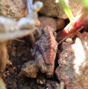 Tetrigidae (family) at Cook, ACT - 17 Aug 2021