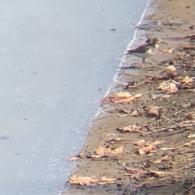 Actitis hypoleucos (Common Sandpiper) at Isabella Pond - 20 Aug 2021 by RAllen