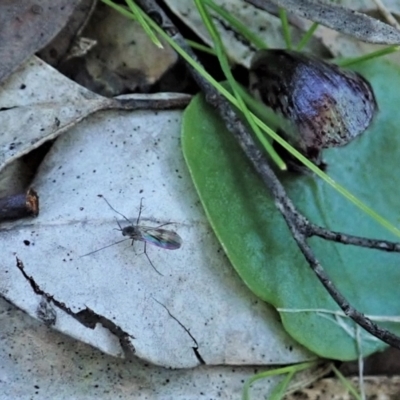 Mycetophilidae (family) (A fungus gnat) at Holt, ACT - 12 Aug 2021 by CathB