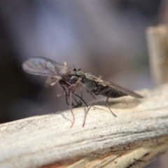 Unidentified Stiletto fly (Therevidae) at Mount Painter - 15 Jun 2021 by CathB