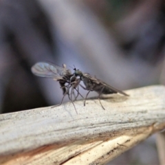 Therevidae (family) at Holt, ACT - 15 Jun 2021