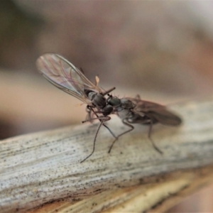 Therevidae (family) at Holt, ACT - 15 Jun 2021